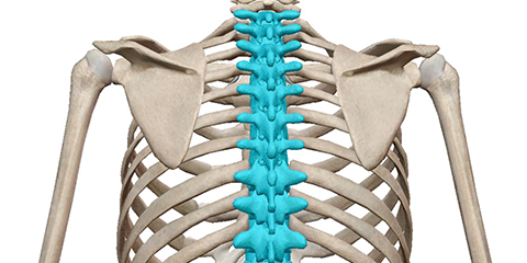 胸椎の回旋動作のための骨格標本
