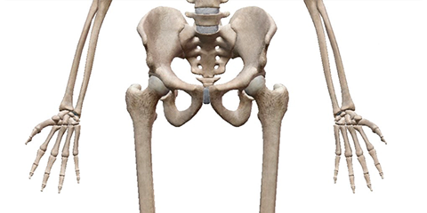 股関節の回旋運動のための骨格標本